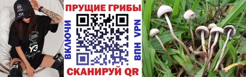 где можно купить   Добрянка  Псилоцибиновые грибы GOLDEN TEACHER 